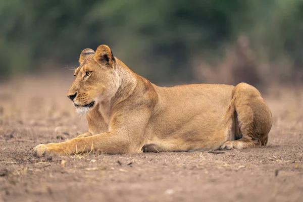 Löwin Liegt Auf Sandigem Boden Und Blickt Nach Links — Stockfoto