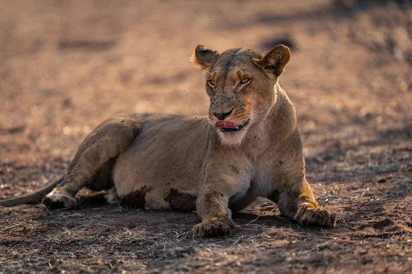 Löwin Liegt Auf Sandigem Boden Und Leckt Lippen — Stockfoto