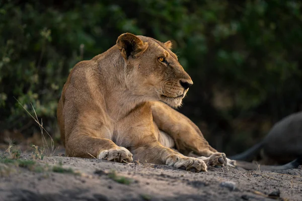 Lioness Lies Sandy Ground Staring Right — Stock Photo, Image