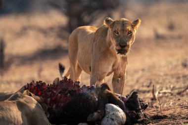 Dişi aslan, Buffalo Carcase 'in üzerinde kamerayı izliyor.