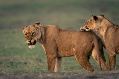 Dişi aslanlar çimenlerin üzerinde birbirlerine bağırırlar.