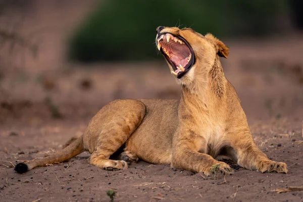 Lioness Lies Sandy Ground Yawning Widely — Stock Photo, Image