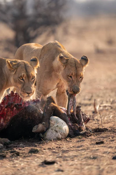 Lwica Stoi Jedząc Tusze Bawołów Inną — Zdjęcie stockowe