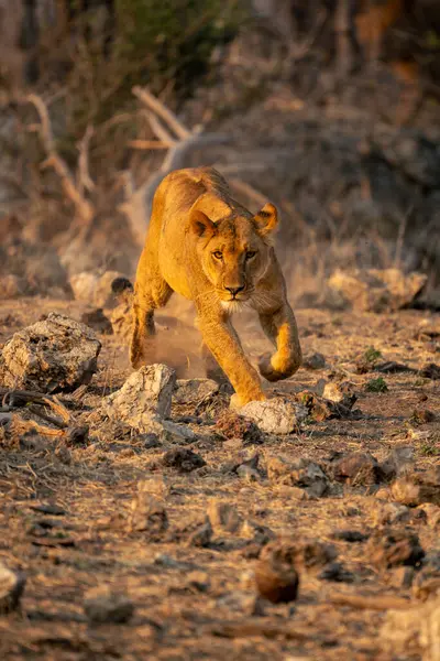 Lioness Runs Rocky Slope Camera — Stock Photo, Image