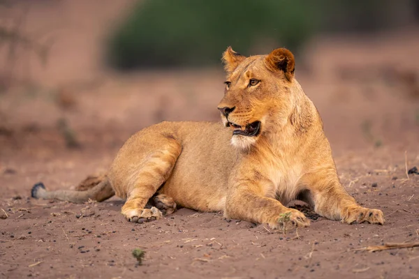 狮子座躺在沙质斜坡转头上 — 图库照片
