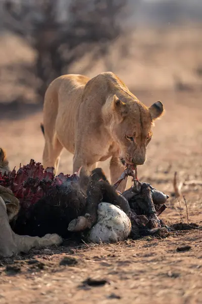 Leoa Está Mastigando Entranhas Carcaça Búfalo — Fotografia de Stock