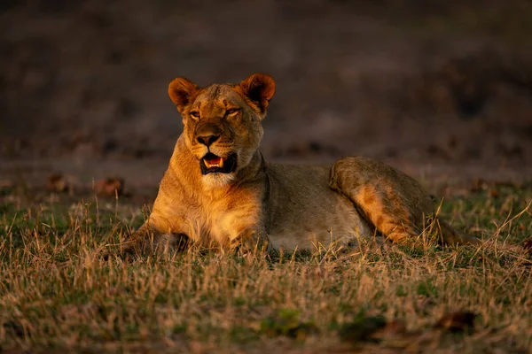 Löwin Liegt Auf Kurzem Gras Sonnenschein — Stockfoto