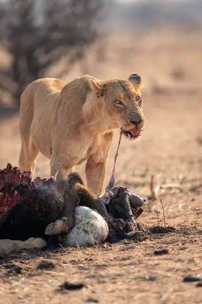 Lioness Stands Puxando Entranhas Carcaça Búfalo — Fotografia de Stock