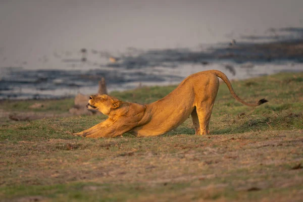 Löwin Streckt Sich Mit Geschlossenen Augen Flussufer — Stockfoto