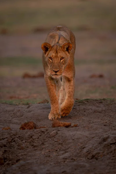 Lioness Walks Camera Muddy Bank — Stock Photo, Image