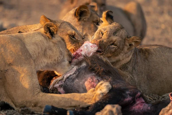 Lvice Žvýkají Jatečně Upravená Těla Buvolů — Stock fotografie