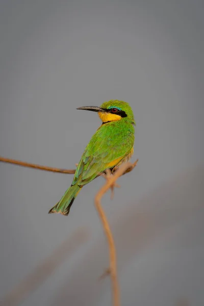 Little Bee Eater Thin Branch Looking Back — Stock Photo, Image