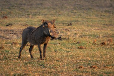 Erkek ortak yaban domuzu çimenli taşkın ovasında duruyor