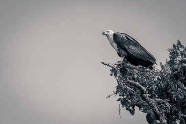 Mono balık kartalı ağaçtan aşağı bakıyor.