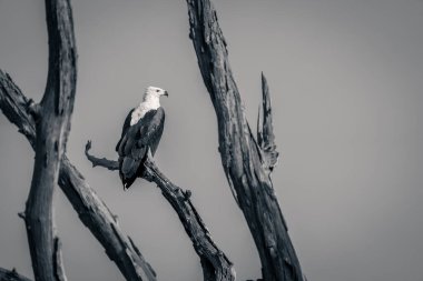 Mono balık kartalı ölü ağaca bakıyor.