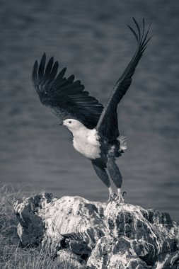 Mono balığı kartalı kayadan havalanır.