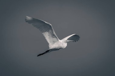 Tek büyük balıkçıl mavi gökyüzünde uçar