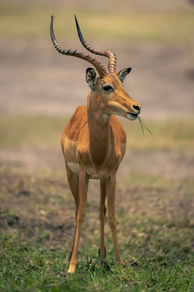 Mâle Commun Impala Stands Mâcher Lames Herbe — Photo