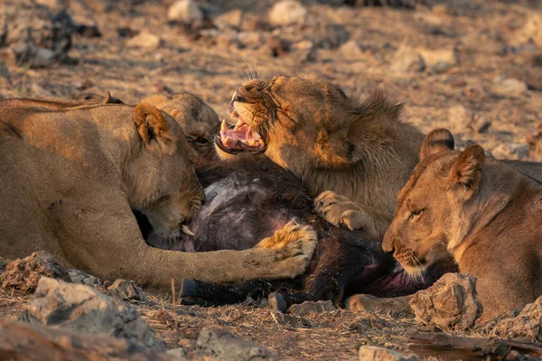 雄狮和雌狮躺在地上吃水牛 — 图库照片