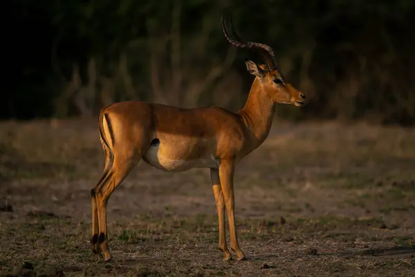 Erkek İmpala profilde durur ve dik dik bakar
