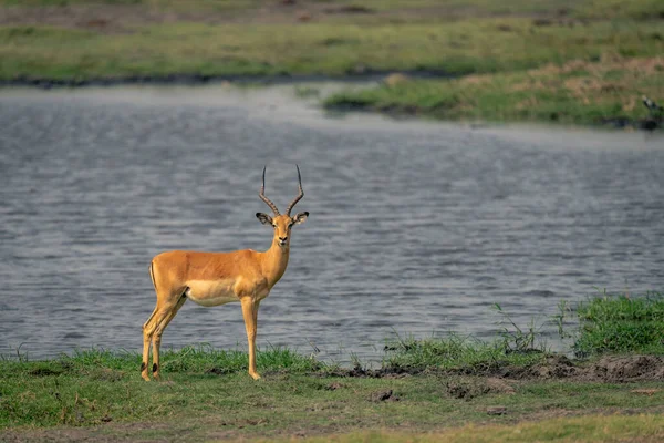 Masculino Comum Impala Stands Por Rio Olhando — Fotografia de Stock