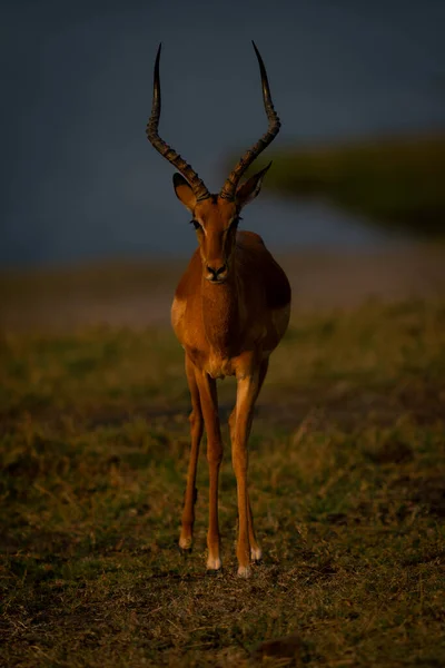 Impala Commune Masculine Tient Regardant Dans Lentille — Photo
