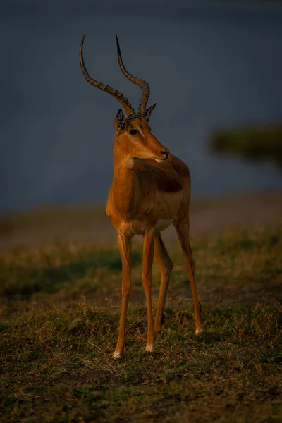 Masculino Comum Impala Stands Encarando Com Catchlight — Fotografia de Stock
