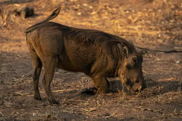 Masculino Comum Warthog Joelhos Pastando Grama — Fotografia de Stock