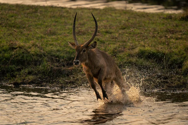 Macho Común Waterbuck Salta Fuera Río — Foto de Stock