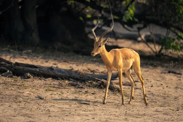 Masculino Comum Impala Anda Longo Arenoso Margem Rio — Fotografia de Stock