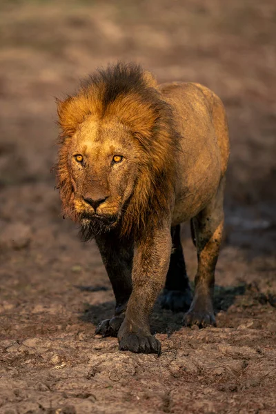 Lion Mâle Tient Regardant Couvert Boue — Photo