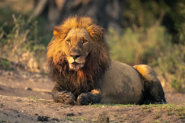 Mannelijke Leeuw Met Modderige Poten Ligt Staren — Stockfoto