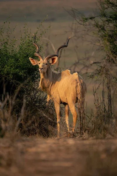 Maschio Maggiore Kudu Stand Girando Fotocamera — Foto Stock