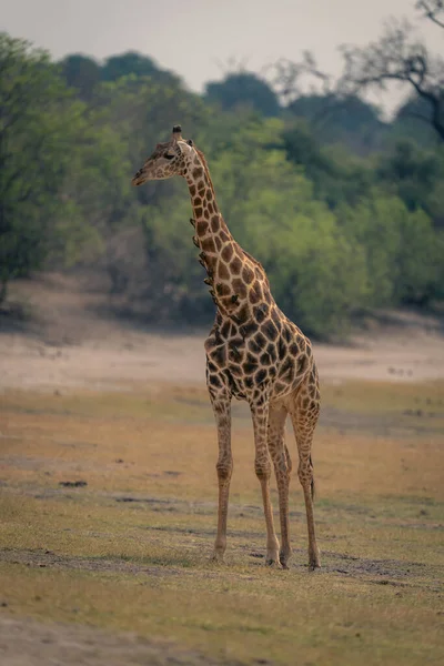 Mannelijke Zuidelijke Giraffe Staat Grazige Helling — Stockfoto