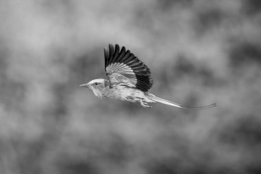 Kanatları havada, leylak göğüslü patenler.