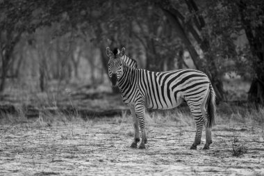 Mono Plains zebra dik dik bakıyor