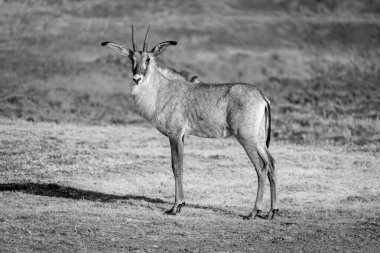 Mono roan antilopu çimlerin üzerinde duruyor
