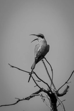 Mono South Carmine arı yiyicisi arıyor.