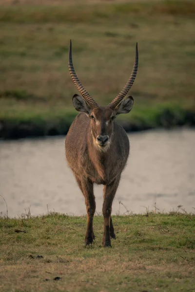 Macho Comum Waterbuck Fica Margem Rio Olhando — Fotografia de Stock