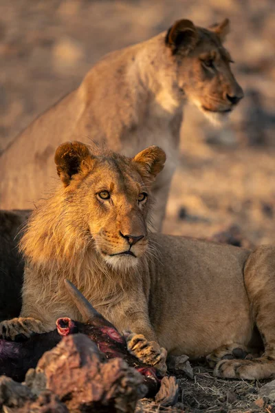 Mannelijke Leeuw Ligt Met Doden Bij Een Ander — Stockfoto