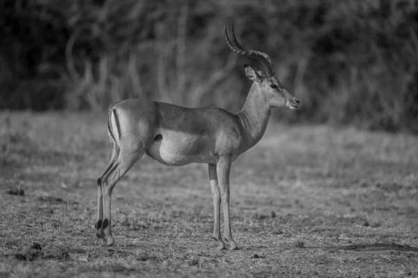 Mono Common Impala Catchlight Stands Staring — Photo
