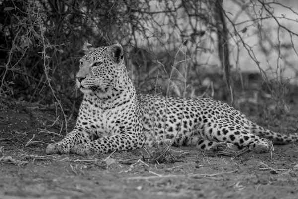 Моно Леопард Лежит Поднимая Голову — стоковое фото