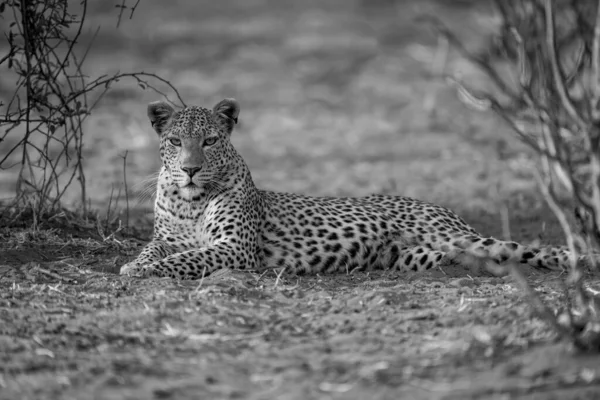 Моно Леопард Лежить Між Кущами Очей Камери — стокове фото