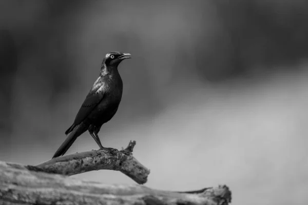 중대한 Starling는 단면도에 Perches — 스톡 사진