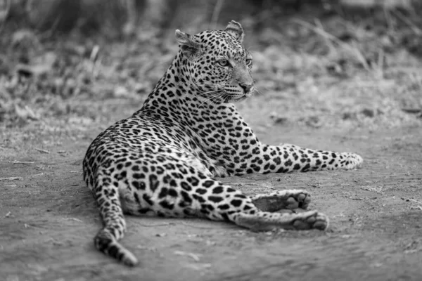 Моно Леопард Лежит Земле Лицом Вправо — стоковое фото