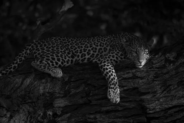 Mono Leopard Lies Branch Eyeing Camera — Stock Photo, Image