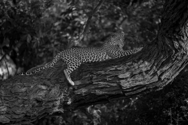 Моно Леопард Лежит Поднимая Голову Ветку — стоковое фото