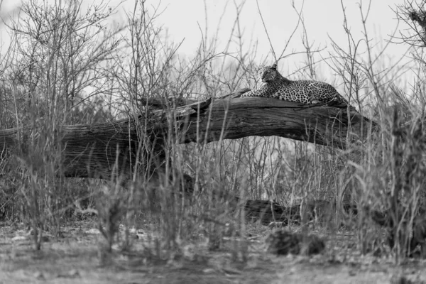 Mono Leopardo Encontra Log Entre Arbustos — Fotografia de Stock