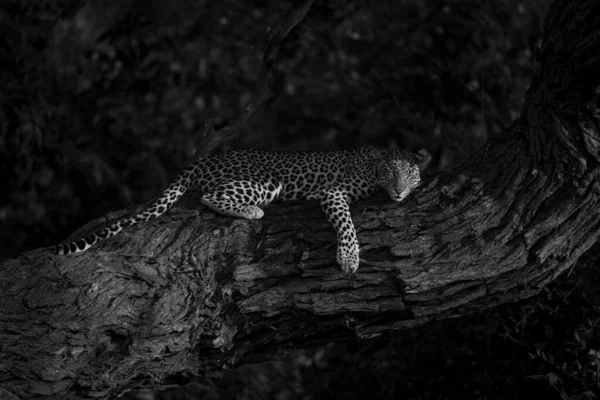 Mono Leopard Lies Sleeping Sunlit Branch — Stock Photo, Image