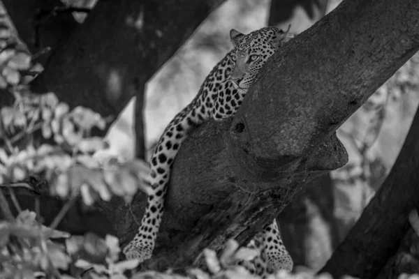 Tek Leopar Uzanmış Ağaç Dalına Bakıyor — Stok fotoğraf